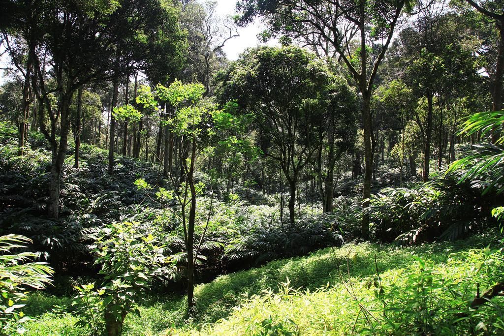 Thekkady Kalarickal Heritage Bungalow Vandanmedu 外观 照片
